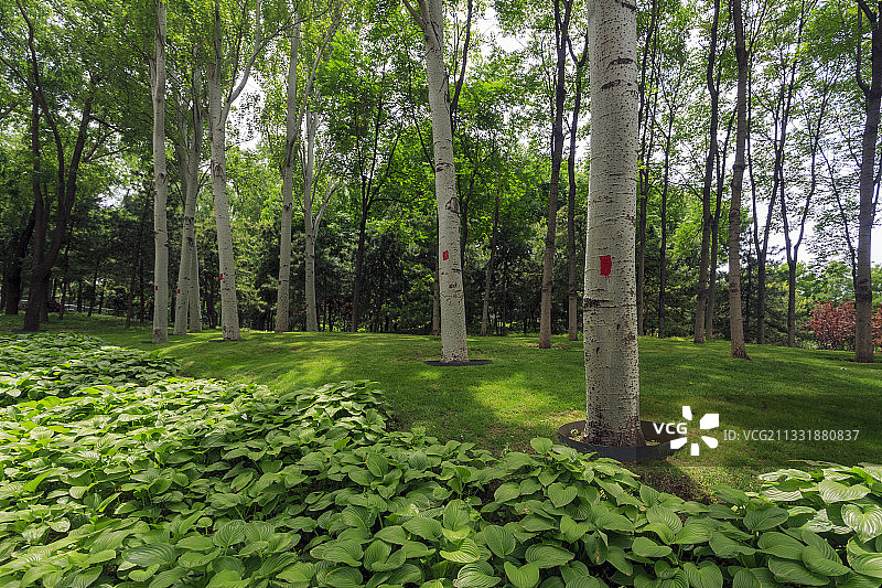 树林，绿植，阳光图片素材