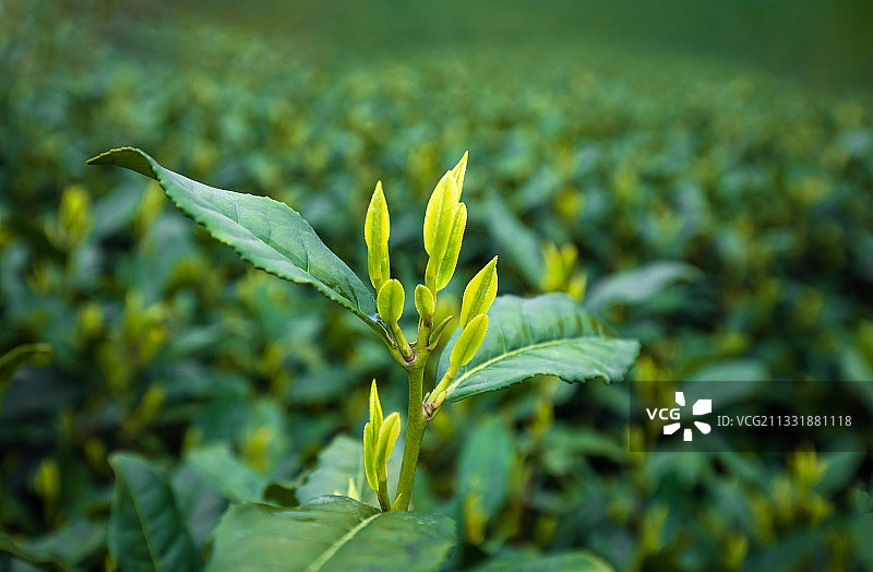 绿茶杭州西湖龙井图片素材