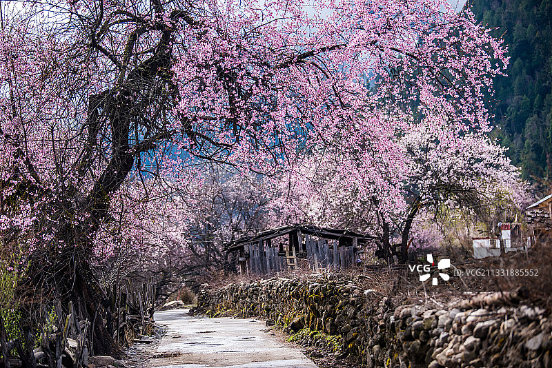 桃花深处有人家图片素材