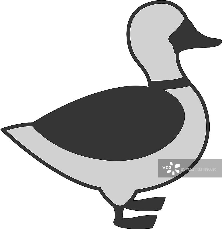 白色背景上的灰色鸭子图片素材