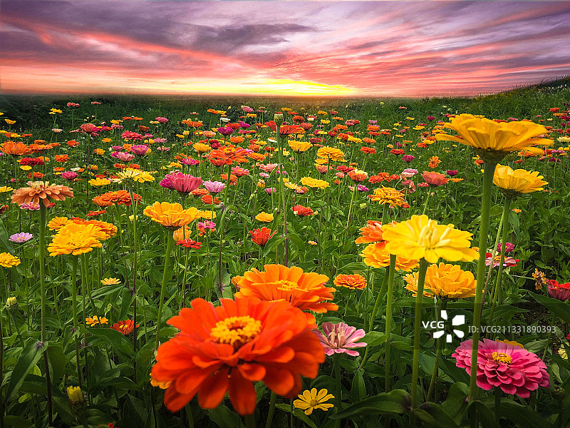贵州毕节大方县百里杜鹃景区的花海图片素材