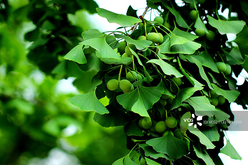 银杏果 夏天 白果图片素材