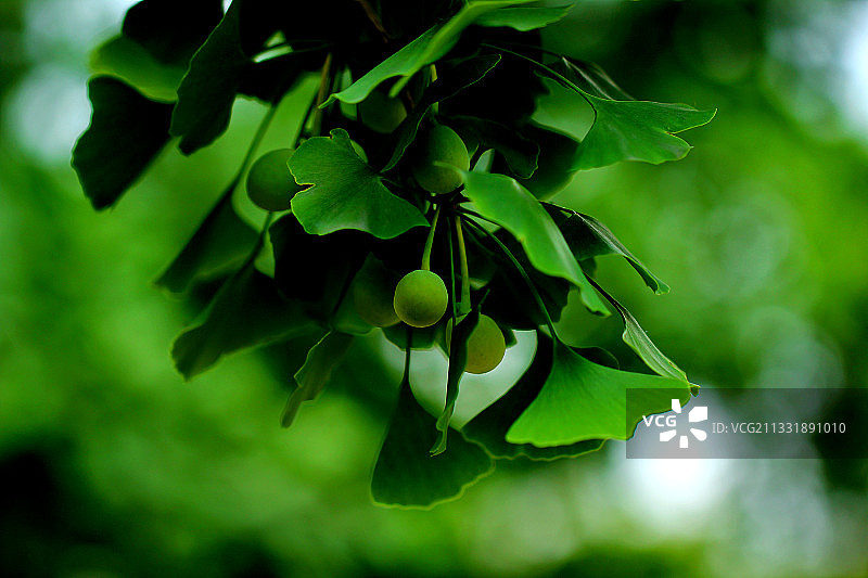 银杏果 夏天 白果图片素材