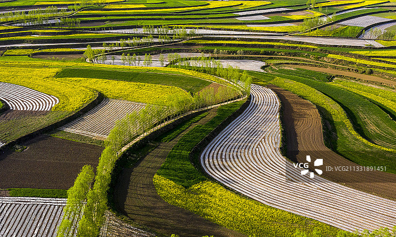 山寨乡油菜花图片素材