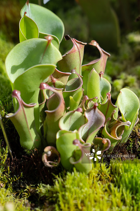 瓶子草（上海辰山植物园）图片素材