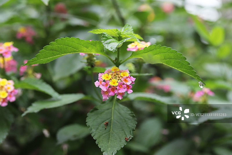 马缨丹图片素材