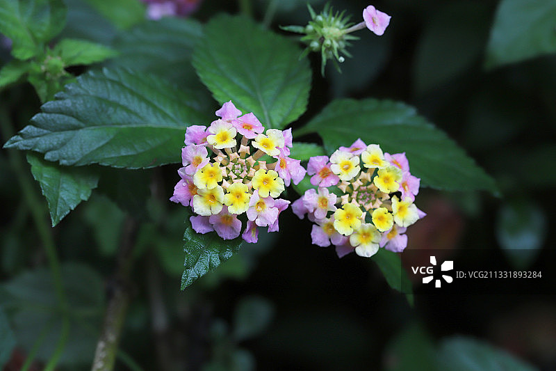 马缨丹图片素材