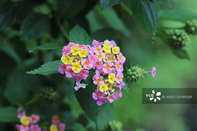 马缨丹图片素材