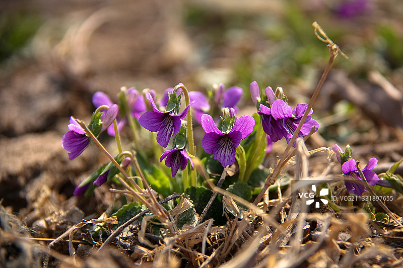 野外的紫花地丁图片素材