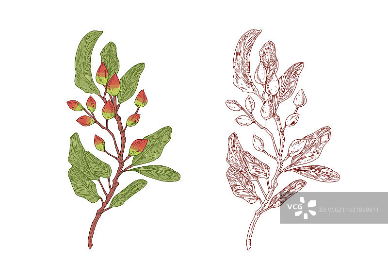 带有生坚果的彩色开心果树枝图片素材