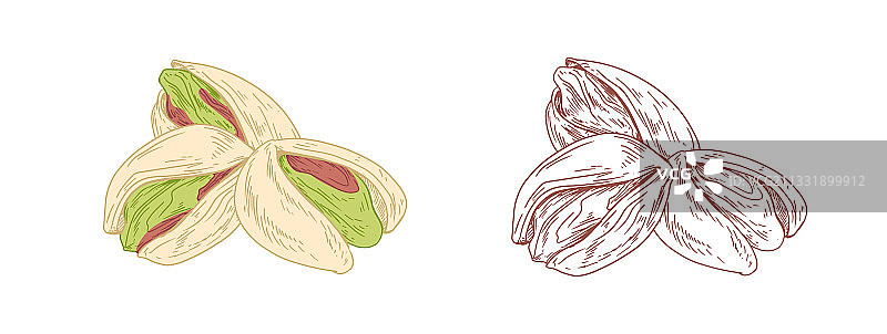 彩色开心果和未上色的轮廓图片素材