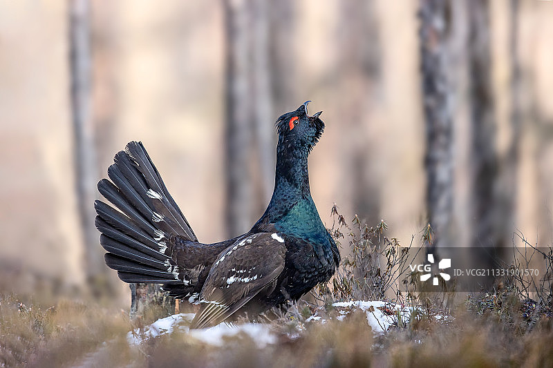 黑嘴松鸡图片素材