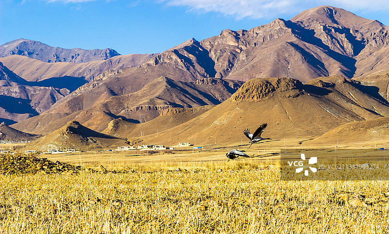 西藏林周县黑颈鹤图片素材