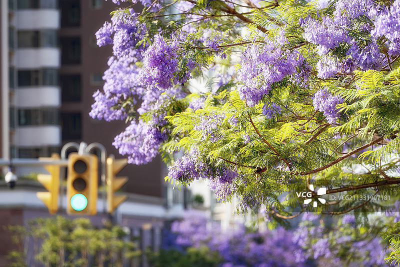 城里的花图片素材