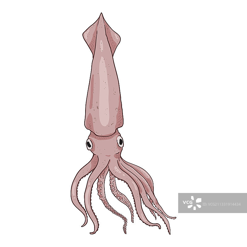 卡通鱿鱼头足纲动物彩色图片素材