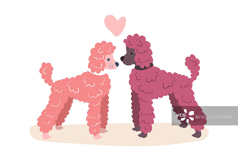 可爱的贵宾犬印刷图案图片素材