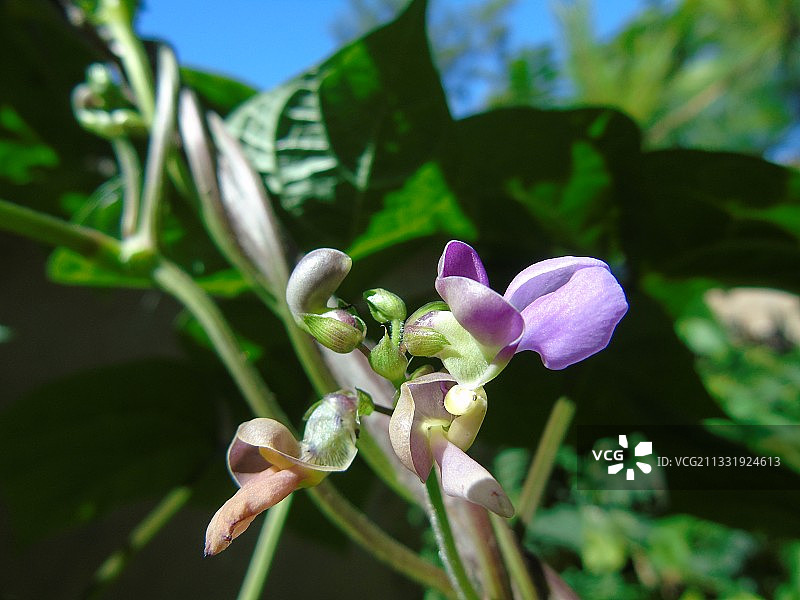 红豆花图片素材