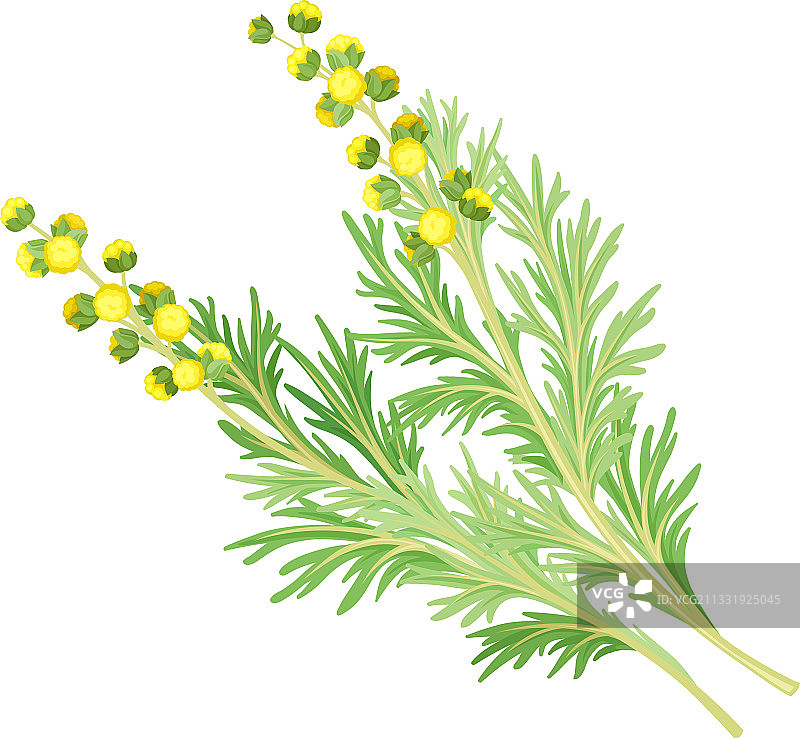 羽毛状艾草植物图片素材