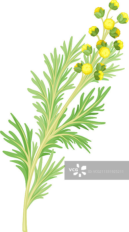 羽毛状艾草植物图片素材