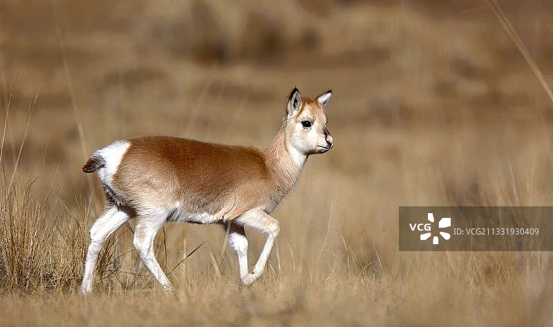 青藏高原自然博物馆 西宁图片素材