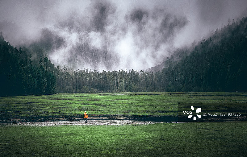 岗杉林烟图片素材