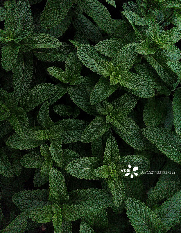 薄荷—永不消逝的爱图片素材