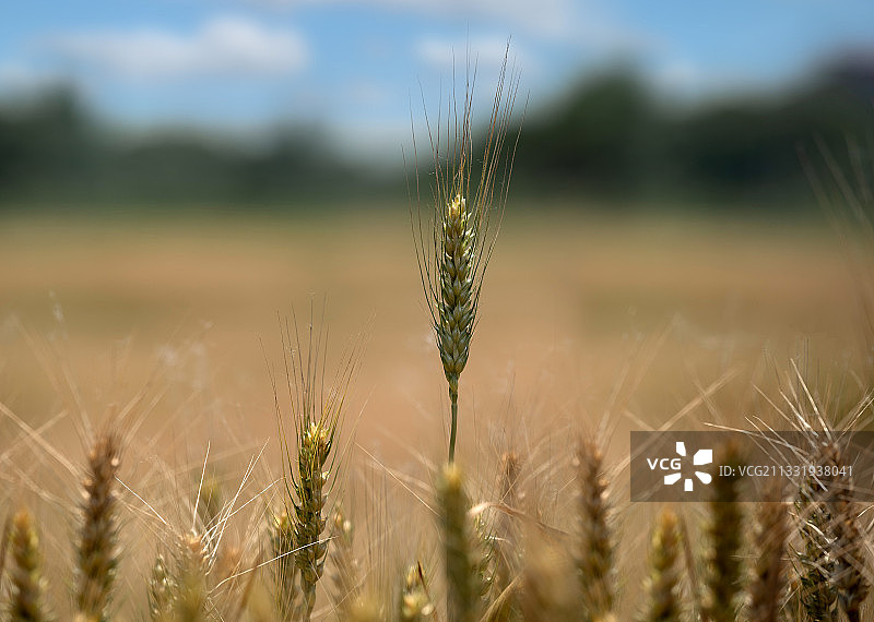 金黄色的小麦穗图片素材