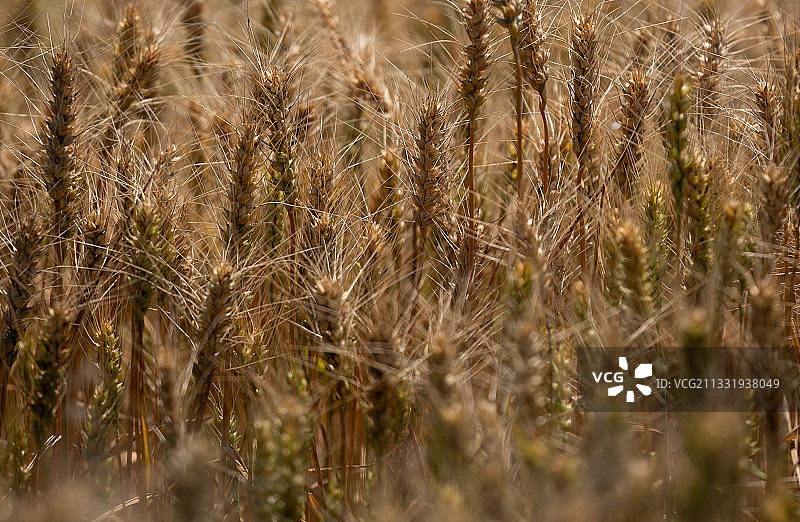 金黄色的小麦穗图片素材