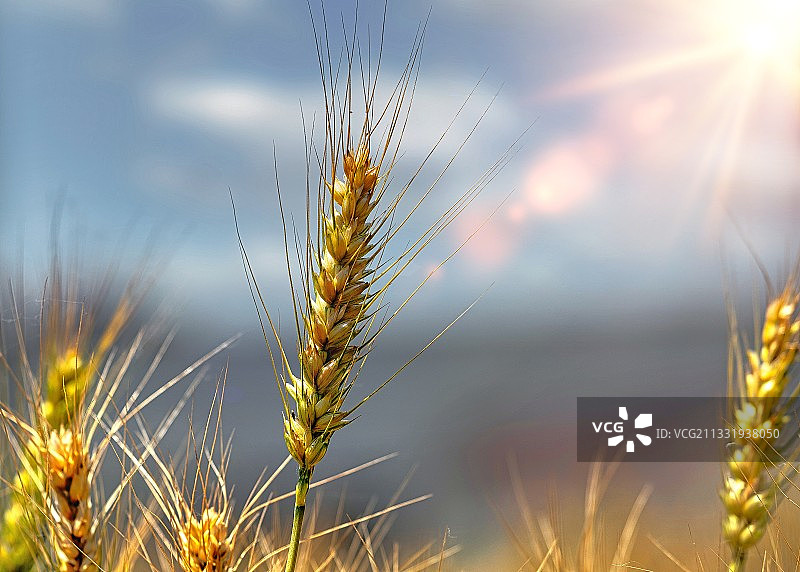 金黄色的小麦穗图片素材