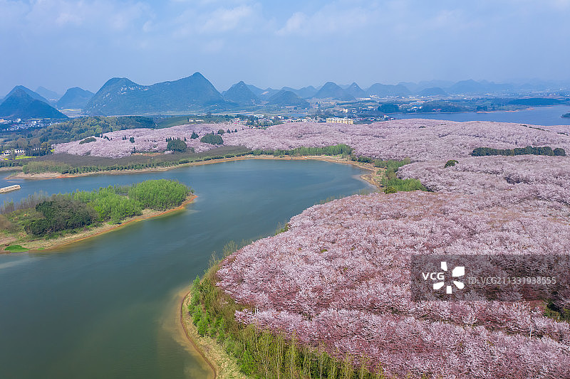 贵州安顺平坝樱花园的樱花开放了图片素材