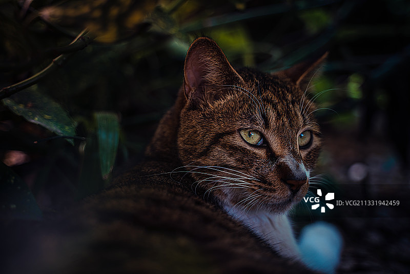 猫（南京航空航天大学明故宫校区）图片素材