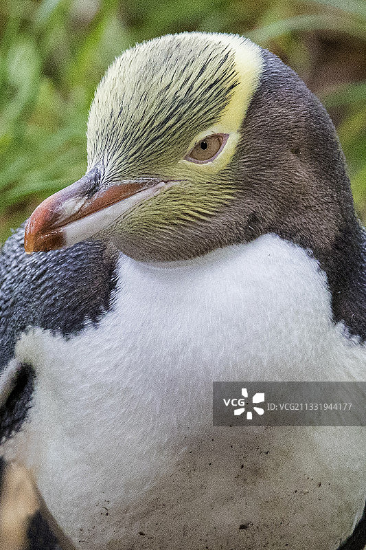 黄眼企鹅特写图片素材