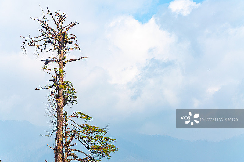雅安市天全县四人同光头山幺妹峰田海子山云海日出红色的雪山风景图片素材