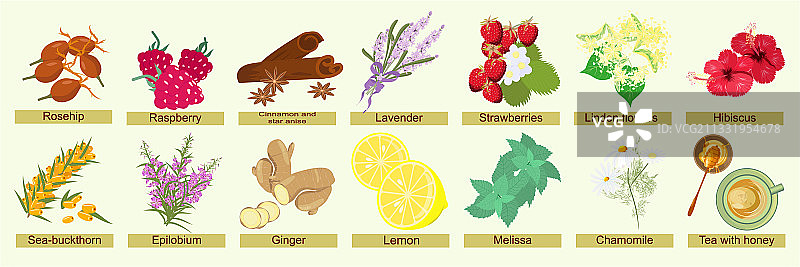 草本浆果和花卉植物套装图片素材