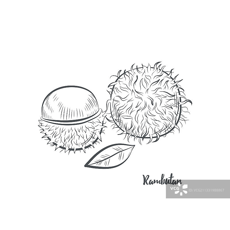 红毛丹水果素描图片素材