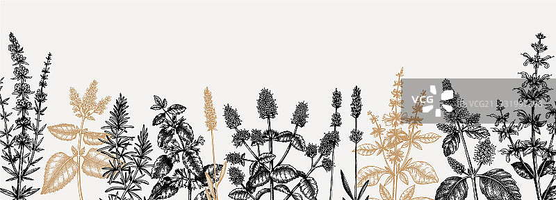 手绘薄荷药草banner设计图片素材
