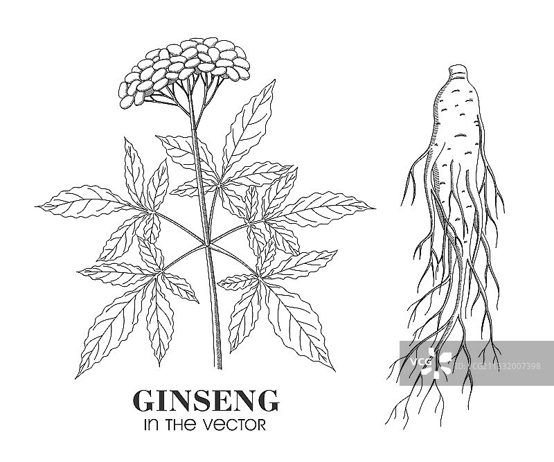 白色背景下的人参素描图片素材