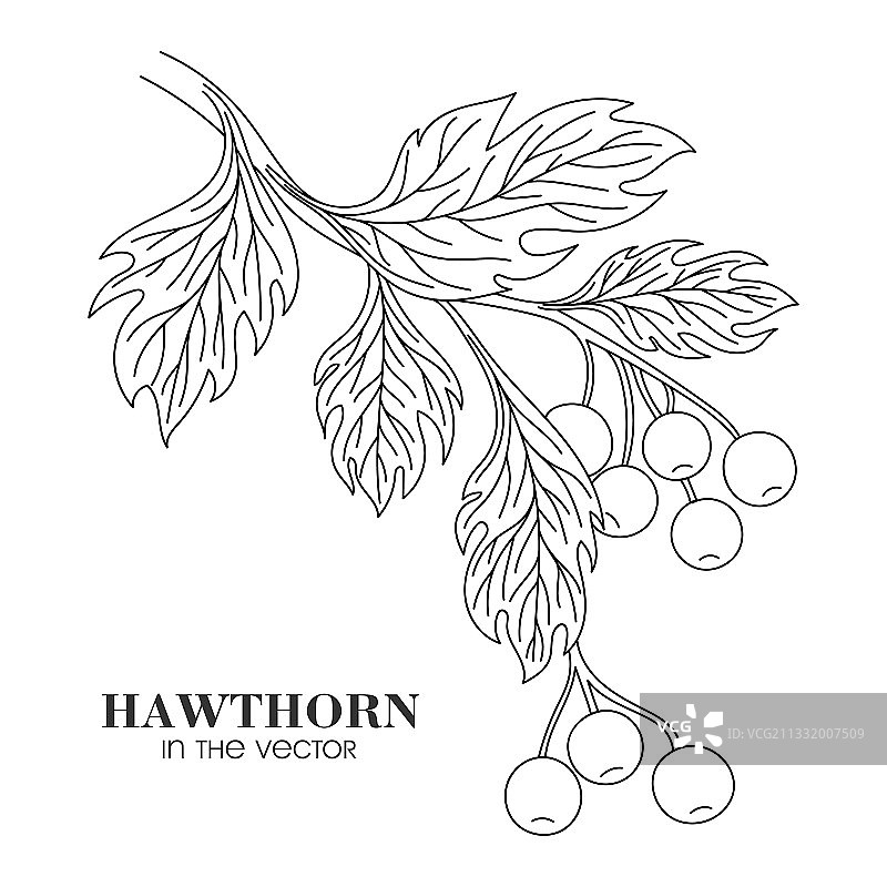 白色背景上的山楂树枝速写图片素材