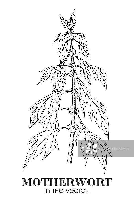 白背景上的益母草素描图片素材