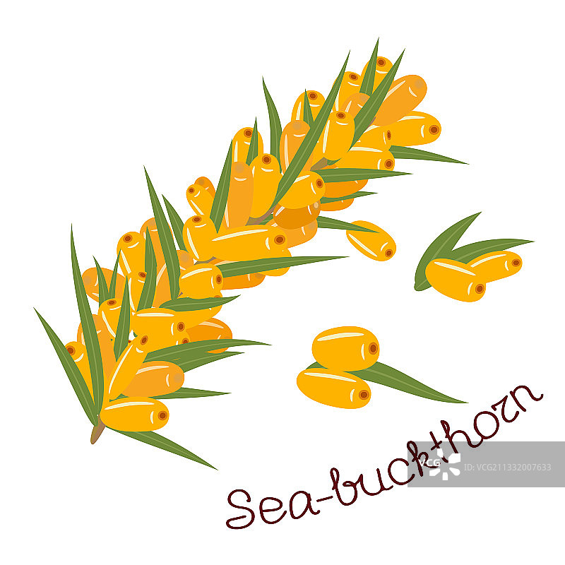 成熟的沙棘果枝图片素材