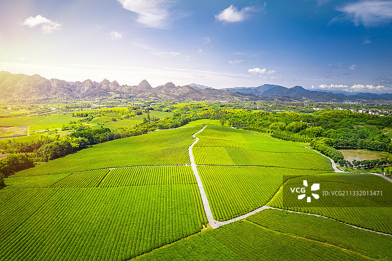 金华九峰山茶园航拍图片素材
