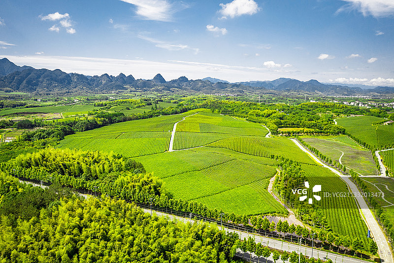 金华九峰山茶园航拍图片素材