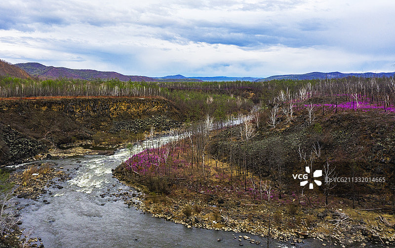 航拍大兴安岭杜鹃花海图片素材