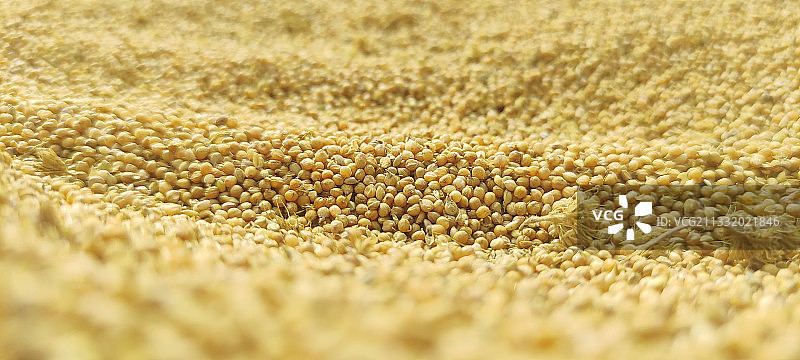 金秋十月家乡谷图片素材