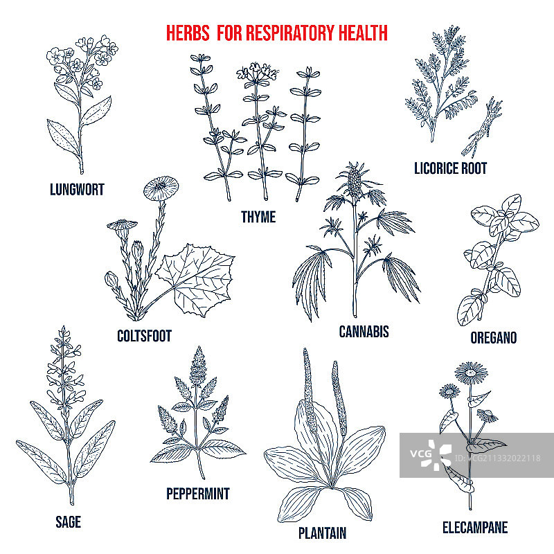最佳肺部支持和呼吸道草药合集图片素材