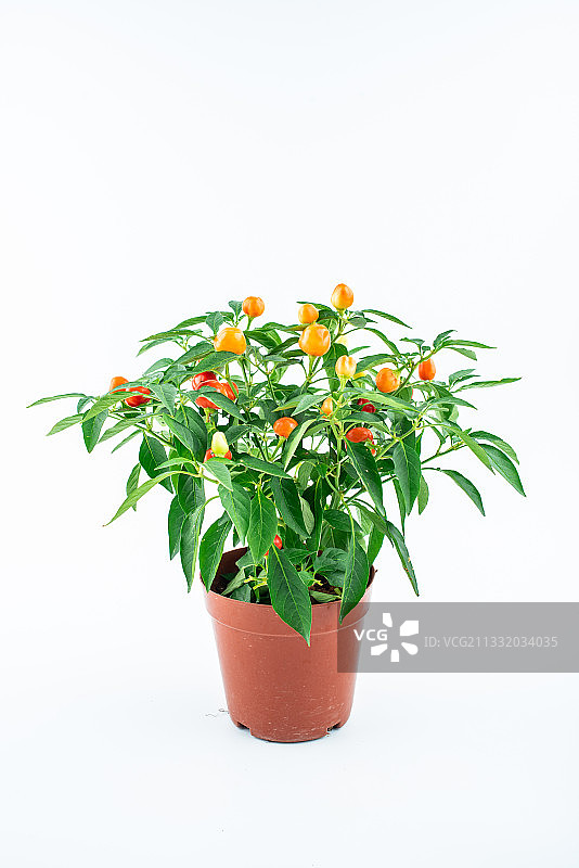 辣椒树上结满了五彩辣椒图片素材