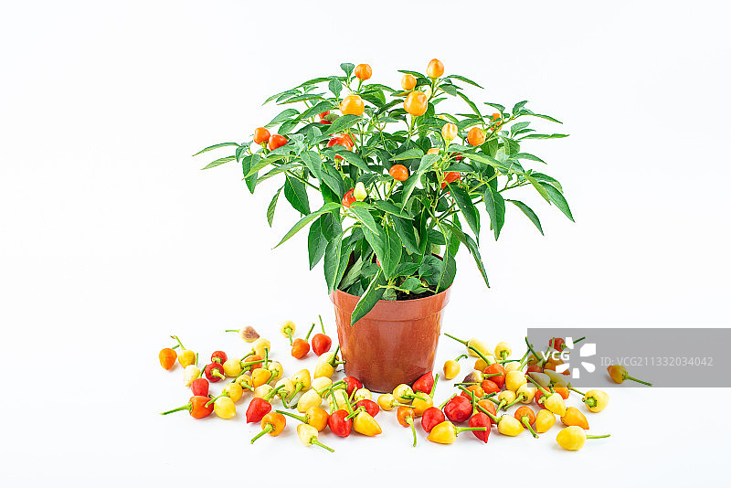 白背景上的五彩辣椒图片素材