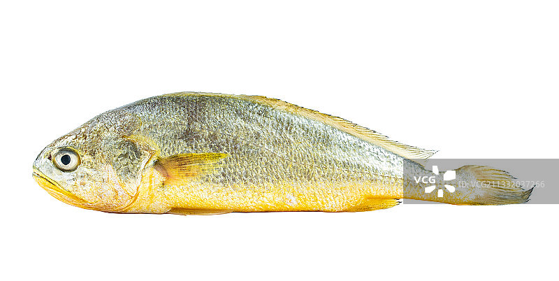 白背景上一条新鲜黄花鱼图片素材