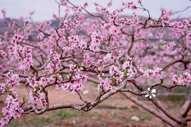 广汉松林桃花山图片素材