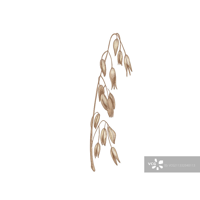 燕麦色复古手绘谷物图片素材